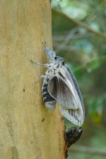 DSC04173 Giant Wood Moth @ Ourimbah bf.jpg