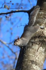 20230206 (6)_Grey_Squirrel.JPG