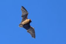 20230206 (24)_Common_Pipistrelle.JPG