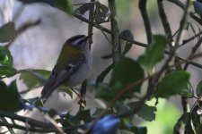 20230206 (33)_Firecrest.JPG