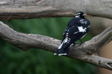 DSC04238 Magpie-lark @ Royal Botanic Gdns bf.jpg