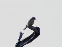 1 CORN BUNTING CHOSLEY BARNS 250708.jpg