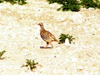 5 Red Legged Partridge Chosley Barns 250708.jpg