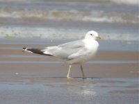 6 Common Gull Titchwell Beach 250708.jpg