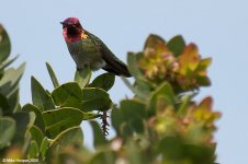 annasHummingbird_X0193_86l.jpg