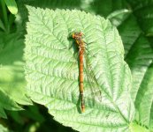 Large Red Damselfly.jpg