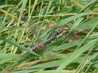 Migrant Hawker.jpg