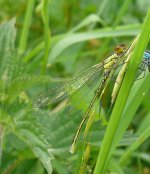 Red-eyed Damselfly.jpg