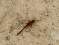 Ruddy Darter.jpg