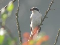 Rettendon Essex Lesser Grey Shrike 1.jpg