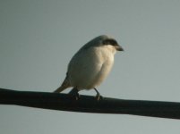 Rettendon Essex Lesser Grey Shrike 2.jpg