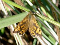 A WALL BROWN 240708.jpg