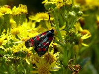 A SIX SPOT BURNET  CLEY 260708.jpg