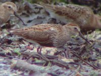 poss ad type alpina Dunlin Ballycotton 3rd August 2008_1.jpg