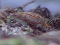 poss ad type alpina Dunlin Ballycotton 3rd August 2008_2.jpg