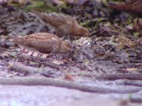 poss ad type alpina Dunlin Ballycotton 3rd August 2008_3.jpg