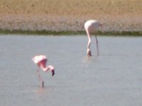 Lesser Flamingo 05 bf.jpg