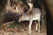 20230215 (54)_Fallow_Deer.JPG