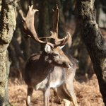 20230215 (62)_Fallow_Deer.JPG