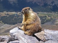 Marmot-edit1.jpeg