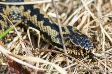 Adder-(31)-1st-snake-fbook.jpg