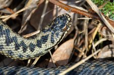 Adder-(59)-2nd-snake-fbook.jpg