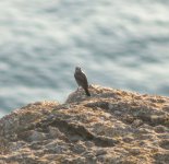 Maltese Mystery Bird (The Original).jpg