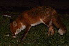 20230215 (64)_Red_Fox.JPG