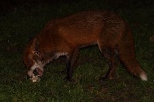 20230215 (65)_Red_Fox.JPG