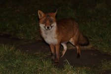 20230216 (4)_Red_Fox.JPG