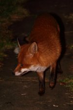 20230216 (5)_Red_Fox.JPG