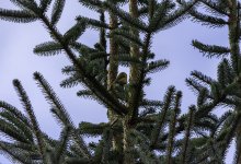 20230225 - 1037 - Crossbill female at Backwater reservoir.jpg