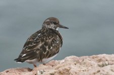 Turnstone1.jpg