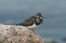 Turnstone2.jpg