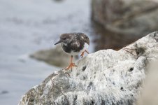 Turnstone3.jpg