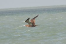 Booby sp., Mexico_1.jpg