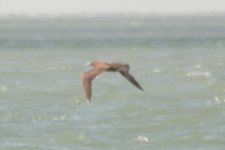 Booby sp., Mexico_2.jpg