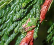 Juniper shieldbug ex P2140004_edited.jpg