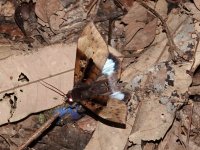 Ischyja marapok .... Kingfisher Park Birdwatchers Lodge, Queensland, Australia, 30 October 202...JPG