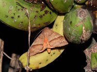 Moth unknown. Kingfisher Park Birdwatchers Lodge, Queensland, Australia, 30 October 2022 1.JPG