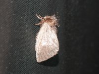 Moth sp. Chambers Wildlife Rainforest Lodge, Crater Lakes NP, Queensland, Australia, 1 Novembe...JPG