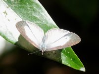 Butterfly unknown. Mount Lewis, Queensland, Australia, 29 October 2022 1.JPG