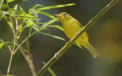 _MGC8792warbler3.jpg