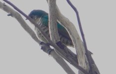 DSC04667 Shining Bronze Cuckoo lucidus @ Woodford Creek bf.jpg