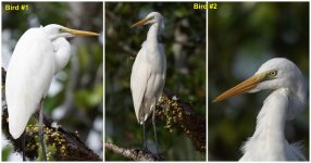 egrets compare.jpg