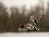 Wigeon 4.png