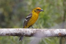 Flame-coloured Tanager 001.jpg