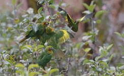 Sulphur-winged Parakeet 002.jpg