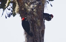 Acorn Woodpecker 001.jpg