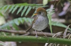 Rufous-capped Nightingale-thrush 002.jpg